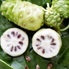 Morinda Citrifolia 15 Seeds, Noni Cheese Fruit Shrub or Small Tree Indian Mulberry Morinda Citrifolia 15 Seeds, Noni Cheese Fruit Shrub or Small Tree Indian Mulberry