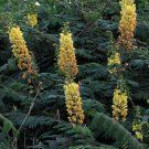 Caesalpinia Decapetala 10 Seeds, Biancaea Shrub Mysore Thorn Cat's Claw Caesalpinia Decapetala 10 Seeds, Biancaea Shrub Mysore Thorn Cat's Claw