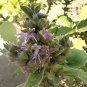Pogostemon Cablin .5 Gram Seeds, Fragrant Patchouli Perennial Herb Garden Plant