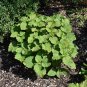 Pogostemon Cablin .5 Gram Seeds, Fragrant Patchouli Perennial Herb Garden Plant