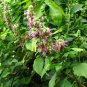 Pogostemon Cablin .5 Gram Seeds, Fragrant Patchouli Perennial Herb Garden Plant