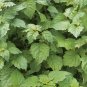 Pogostemon Cablin .5 Gram Seeds, Fragrant Patchouli Perennial Herb Garden Plant
