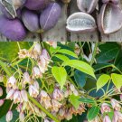 Stuantonia Latifolia 20 Seeds, Fragrant Edible Holboellia Sausage Fruit Vine Shrub Stuantonia Latifolia 20 Seeds, Fragrant Edible Holboellia Sausage Fruit Vine Shrub