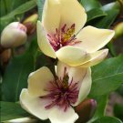 Magnolia Figo 10 Seeds, Fragrant Cold Hardy Banana Michelia Shrub