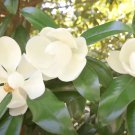 Magnolia Grandiflora 10 Seeds, Cold Hardy Southern Bull Bay Tree Fragrant Large Flowers