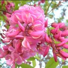 Robinia Hispida 25 Seeds, Fragrant Cold Hardy Flowering Shrub Bristly Locust Rose Acacia Robinia Hispida 25 Seeds, Fragrant Cold Hardy Flowering Shrub Bristly Locust Rose Acacia