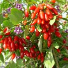 Lycium Barbarum .5 (Half) Gram of Seeds, Goji Berry Wolfberry Fruit Vining Shrub Lycium Barbarum .5 (Half) Gram of Seeds, Goji Berry Wolfberry Fruit Vining Shrub