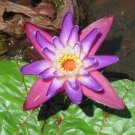 Euryale Ferox 5 Seeds, Prickly Water Lily Aquatic Pond Makhana Edible Fox Nut Euryale Ferox 5 Seeds, Prickly Water Lily Aquatic Pond Makhana Edible Fox Nut