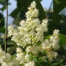 Syringa Reticulata 20 Seeds, Cold Hardy Fragrant Flowering Japanese Lilac Tree Syringa Reticulata 20 Seeds, Cold Hardy Fragrant Flowering Japanese Lilac Tree