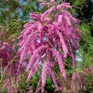 Tamarix Ramosissima .5 (Half) Gram Seeds, Salt Cedar Hardy Tamarisk Shrub or Small Tree