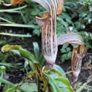 Arisaema Nepenthoides 5 Seeds, Jack In The Pulpit Cobra Lily