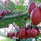 Solanum Betaceum Tree Tomato 10 Seeds, Edible Tamarillo Fruit Solanum Betaceum Tree Tomato 10 Seeds, Edible Tamarillo Fruit