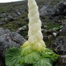 Rheum Nobile 5 Seeds, Giant Rare Edible Noble Or Sikkim Rhubarb Vegetable Plant Rheum Nobile 5 Seeds, Giant Rare Edible Noble Or Sikkim Rhubarb Vegetable Plant