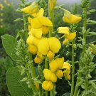 Crotalaria spectabilis 15 Seeds, Showy Rattlebox Rattlepod Flowering Herb Crotalaria spectabilis 15 Seeds, Showy Rattlebox Rattlepod Flowering Herb