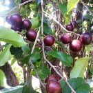 Flacourtia Jangomas 10 Seeds, Indian Coffee or Runealma Edible Plum Fruit Tree Flacourtia Jangomas 10 Seeds, Indian Coffee or Runealma Edible Plum Fruit Tree