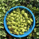 Cucumis Anguria Vine 30 Seeds, Edible Maroon Cucumber West Indian Gherkin Cucumis Anguria Vine 30 Seeds, Edible Maroon Cucumber West Indian Gherkin