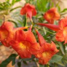 Tecoma Fulva subsp. guarume 15 Seeds, Orange Bells Trumpet Bush Or Small Ornamental Tree