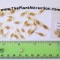 Tecoma Fulva subsp. guarume 15 Seeds, Orange Bells Trumpet Bush Or Small Ornamental Tree