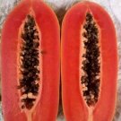 Carica Papaya 20 Seeds, Tropical Papaya Fruit Tree Carica Papaya 20 Seeds, Tropical Papaya Fruit Tree