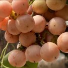 Cordia dichotoma 8 Stones / Seeds, Indian or Clammy Edible Cherry Fruit Tree Shrub Cordia dichotoma 8 Stones / Seeds, Indian or Clammy Edible Cherry Fruit Tree Shrub
