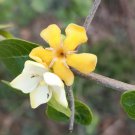 Catunaregam spinosa 10 Seeds, Fragrant Flowering Herb Shrub Tree Catunaregam spinosa 10 Seeds, Fragrant Flowering Herb Shrub Tree