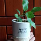 Customized Succulent pots, Small planters ,Concrete planters..