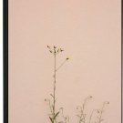 Peachy Wallflower Hardcover Sketchbook - 100 Page A5 Artist Journal and Diary