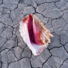 The Killers - Wonderful Wonderful (Deluxe) - Mp3 Digital Album Download