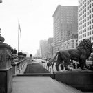 Chicago Art Institute Lions Between 1900-1915 Photo