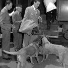 Actor Errol Flynn Photo 4