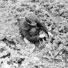 Boy Picking Strawberries, Berrien County, Michigan 1940 Photo