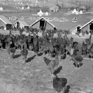 Chicken Range, Westmoreland Homesteads, Pennsylvania 1936 Photo