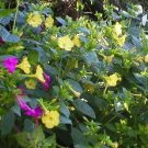 4 0'Clocks (Mirabilis Jalapa) Flower Garden Seeds