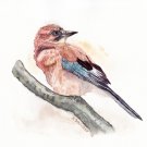 Original watercolour painting. Watercolour birds portraits series.