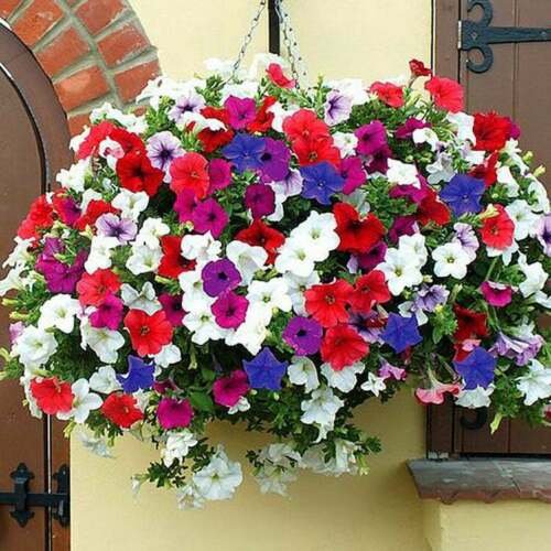 TRAILING PETUNIA MIX BALCONY - 1000 SEEDS - Petunia hybrida pendula ...