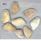 LOT #2 Mixed Larger Sea Shells