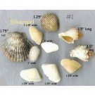 Mixed Lot of Natural Sea Shells #1.