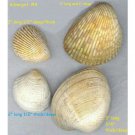 Mixed Lot of Natural Sea Shells. #3