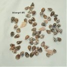 Lot #5 Mixed Sea Shells Many Small