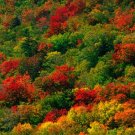 Ecology & Environment - The Cycles of Life
