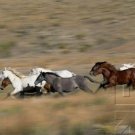 Curriculum Design & Instruction To Teach About Horses