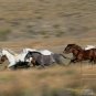 Curriculum Design & Instruction To Teach About Horses