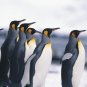 Curriculum Design & Instruction To Teach About Penquins