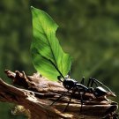 Jungles - An Exploration Of The Most Mysterious Of All Natural Worlds - Jungle Partnerships