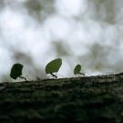 Jungles - Exploration of The Natural Worlds - Insects & Invertebrates Of The Jungle