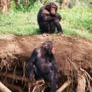 Jungles - An Exploration of the Most Mysterious of all Natural Worlds - The Animals Of The Jungle