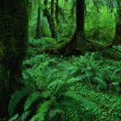Jungles - An Exploration Of The Most Mysterious Of All Natural Worlds - Introduction