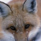 Foxes: The World of Foxes