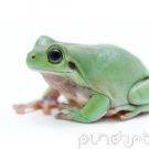 Frogs - All About Frogs