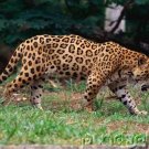 Jaguars - The Untamed World